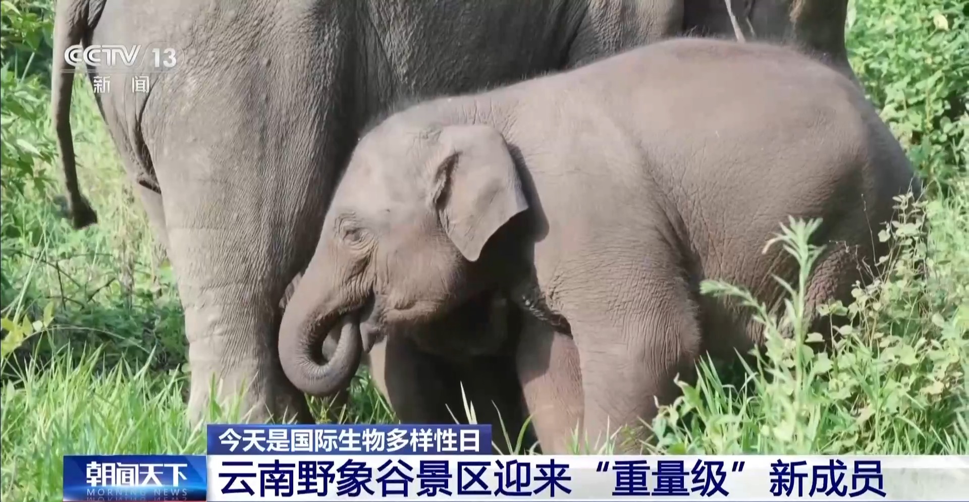 旗舰物种频添新丁 我国生态保护成效显著