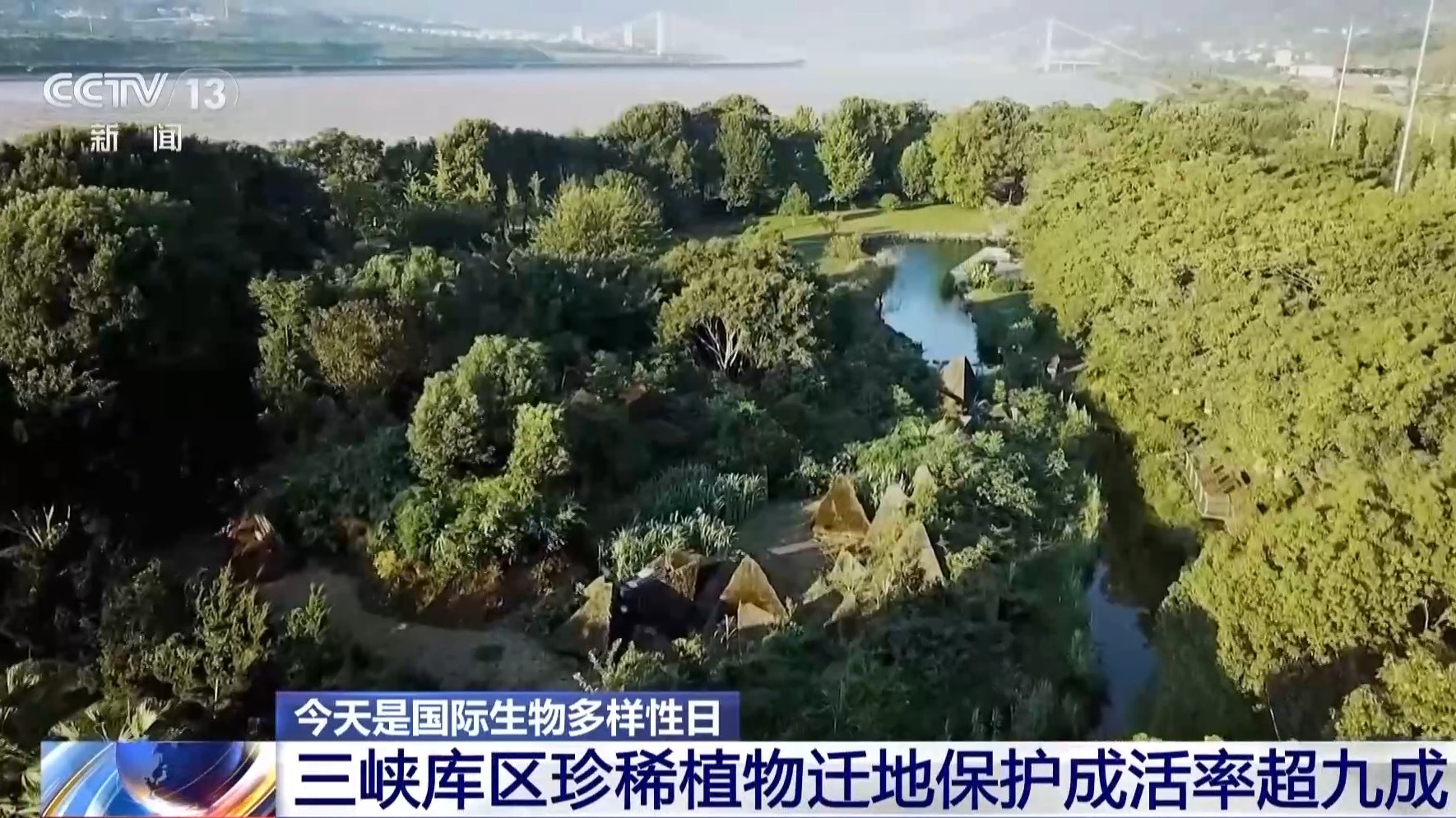 超33万亩栖息地被修复 13条生态走廊让大熊猫们“安全串门”