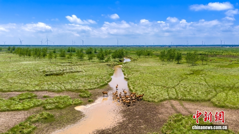 江苏东台：湿地风光美如画