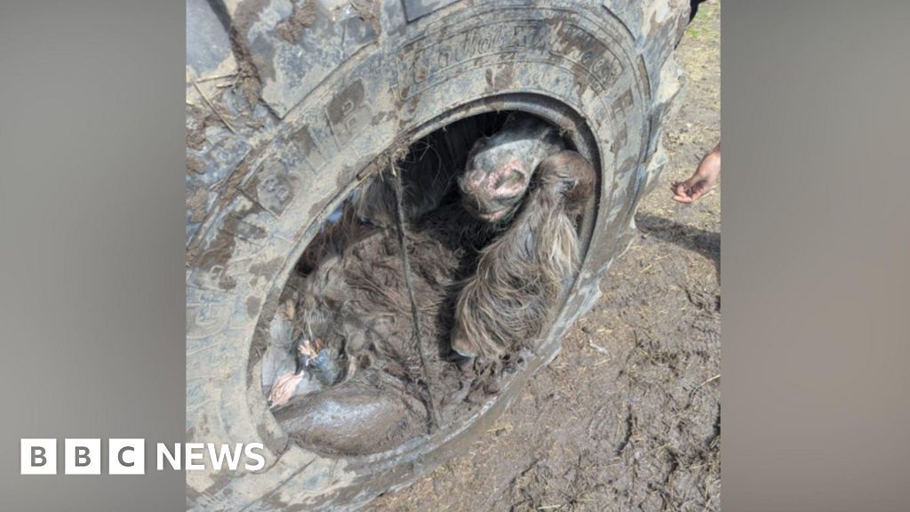 Pony rescued from inside tractor tyre