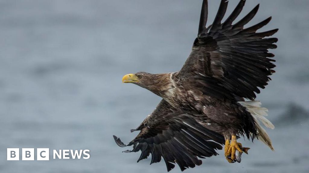 Britain's protected birds of prey still being shot, trapped and poisoned, says RSPB