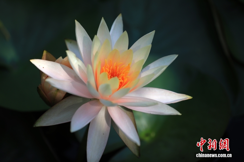 江苏淮安：初夏睡莲绽放