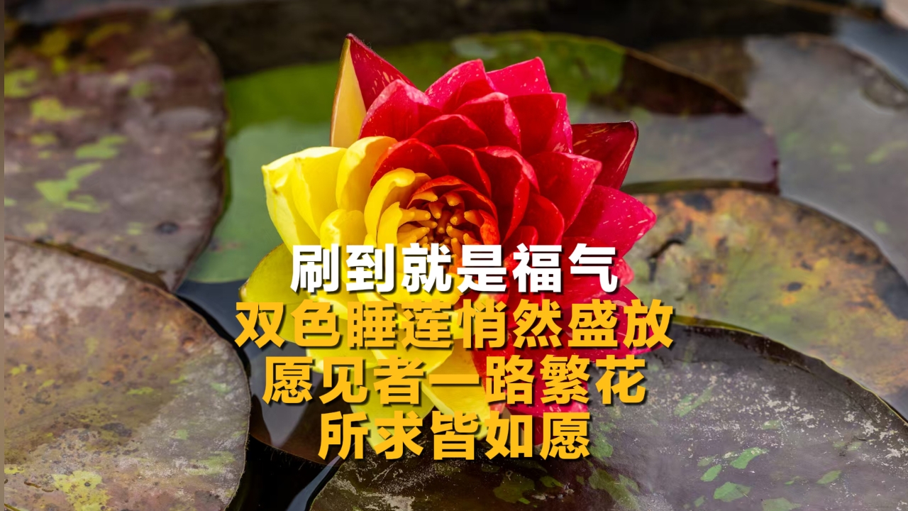 中国有数｜中国新能源汽车历史性“双突破”