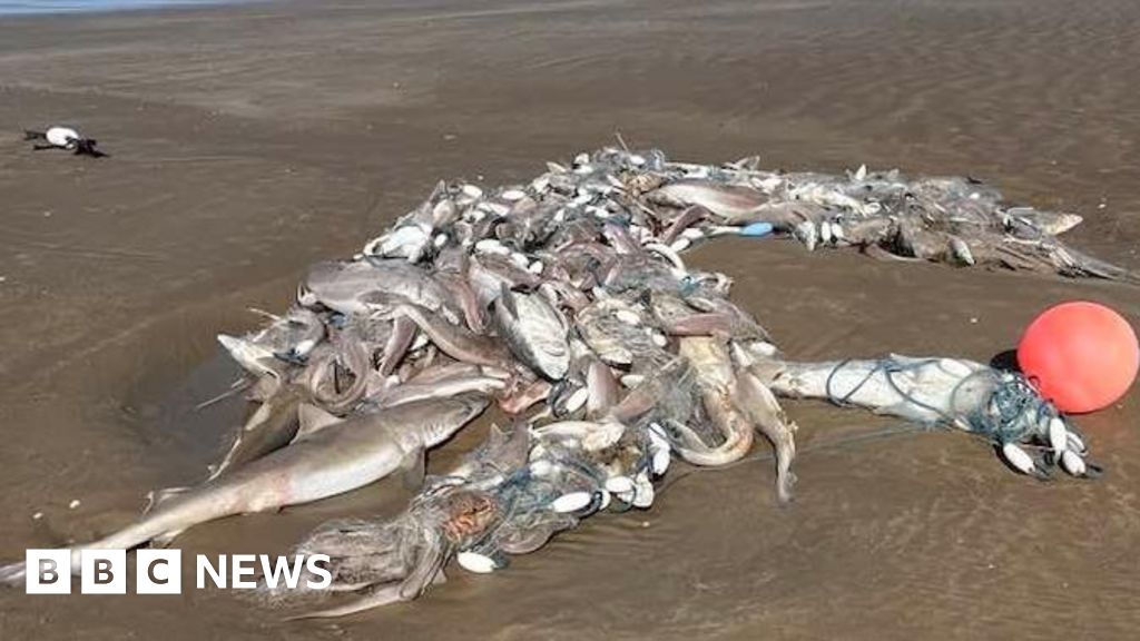 Hundreds of dead sharks found washed-up on Welsh beaches