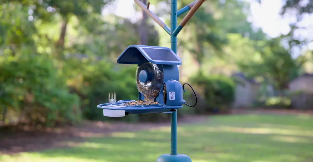This smart bird feeder captures more of my backyard drama