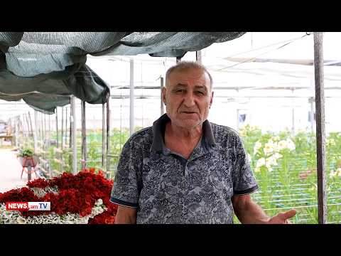 Ծաղիկներս ստիպված պիտի թափեմ, արտահանում չկա. Նիկո´լ, դու´ ես մեղավորը. Ծիածանի բնակիչ