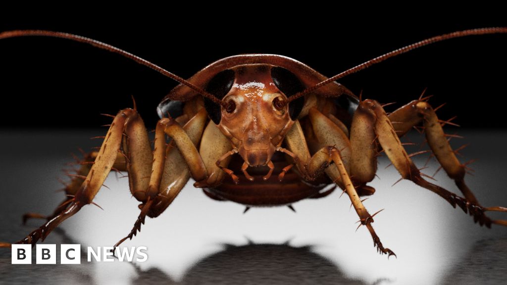 'They were coming from everywhere' - cockroach infestations rise after milder winters