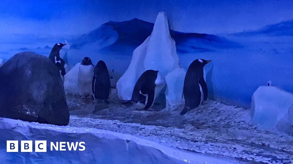 Sea Life penguins kept in basement to get better home with daylight