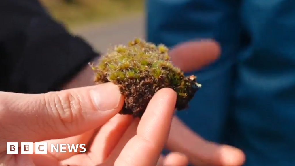 'Killer fungus' could be good news for habitats decimated by invasive moss