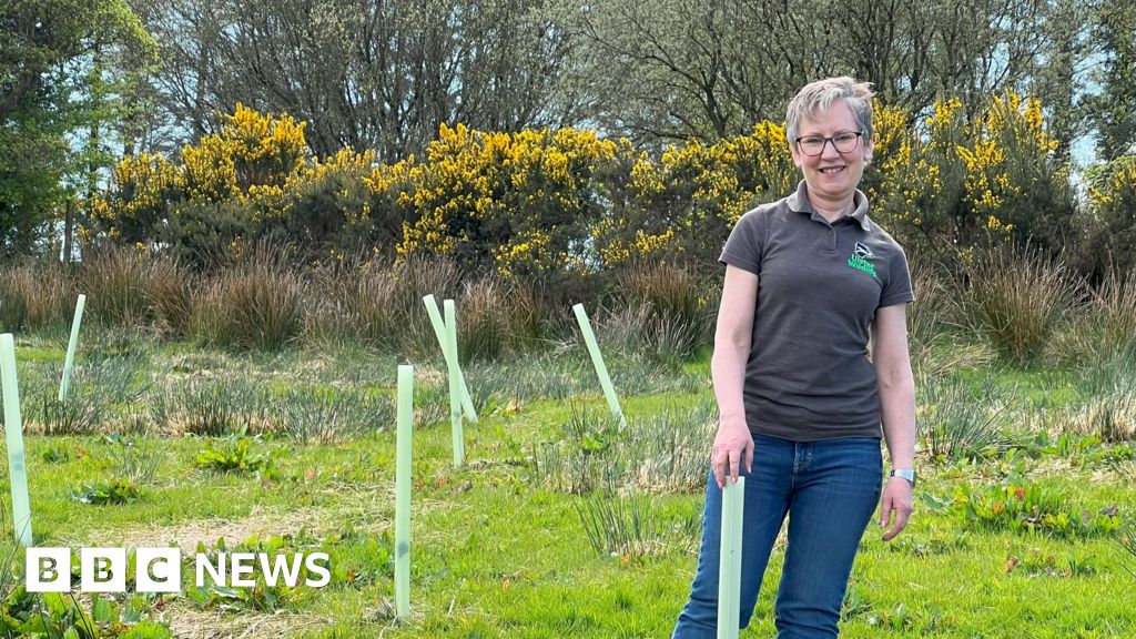 Rare ancient rainforest in Northern Ireland set to come back to life