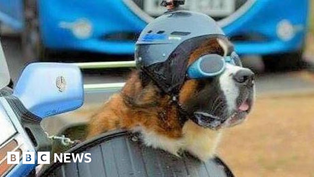 Biker's sidecar-riding dog 'making people smile'