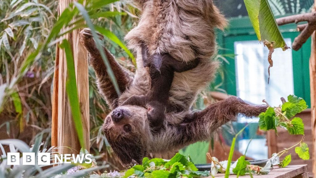 Edinburgh Zoo's new baby sloth named after David Attenborough