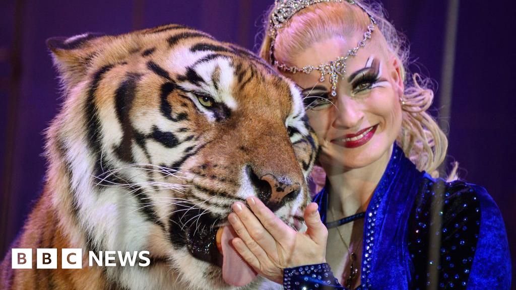 Escaped tiger shot by German police after attacking man
