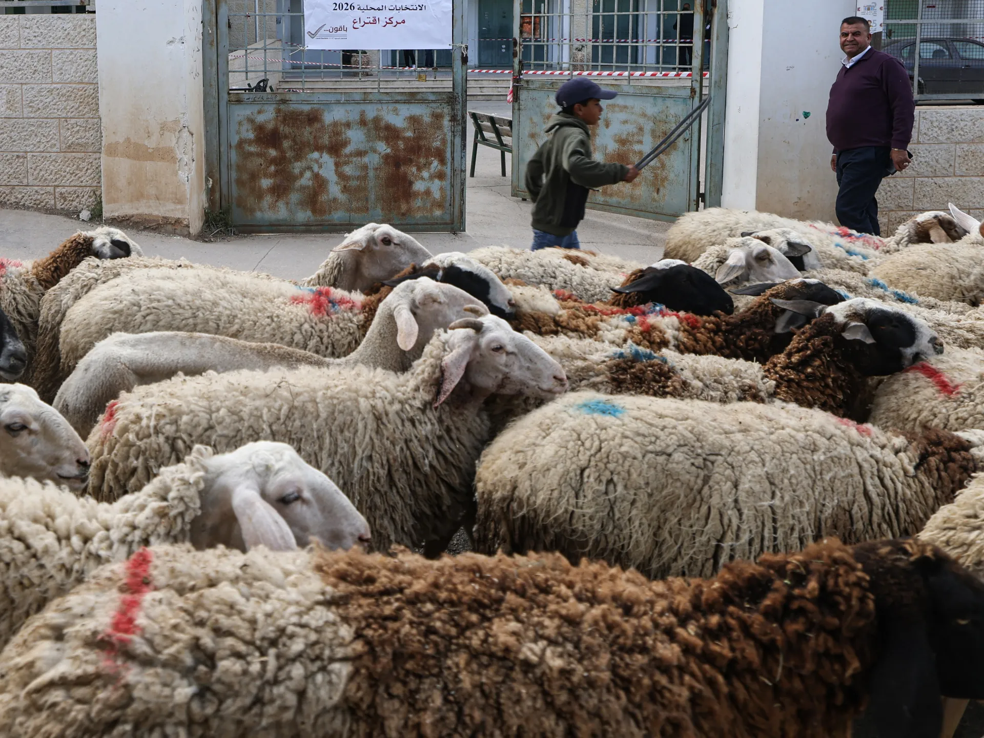 Israeli settlers run over livestock in occupied West Bank