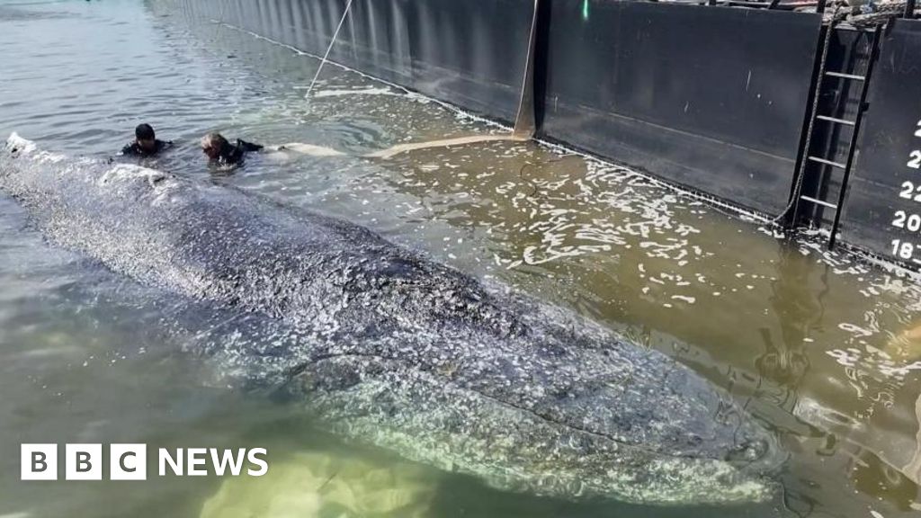 Whale to be removed from Danish island after failed German rescue