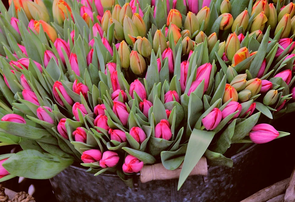 Russia to restrict flower imports from Armenia starting May 22